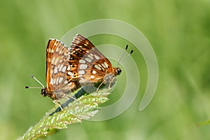 A stunning pair of mating Duke of Burgundy Butterfly Hamearis lucina perching on a leaf.