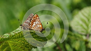 A stunning pair of rare mating duke of burgundy butterfly, hamearis lucina, perching on a leaf.