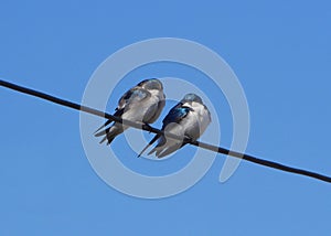 Stunning pair of tree swallows perched on wire