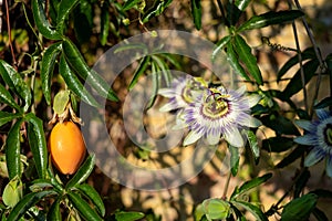 Stunning passion flower and fruit growing against the wall at Eastcote historic walled garden, Hillingdon, London, UK.