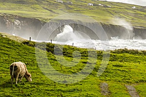 In a stunning pastoral scene on the Irish Wild Atlantic Way, a cow peacefully grazes by a coastal cove at high tide.