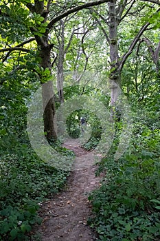 Stunning pathway in the middle of nature, Alexandra Palace