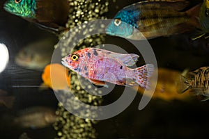 Stunning peacock african cichlid