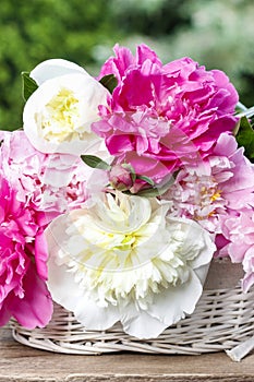 Stunning peonies in white wicker basket