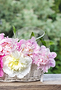 Stunning peonies in white wicker basket