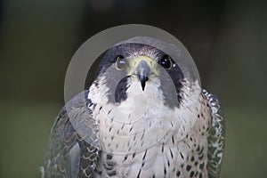 Stunning peregrine falcon closeup with focus on the intense eyes