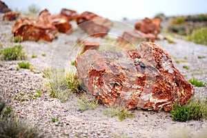 Stunning petrified wood in the Petrified Forest National Park, Arizona