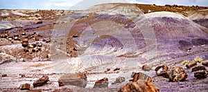 Stunning petrified wood in the Petrified Forest National Park, Arizona, USA