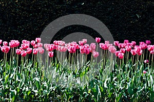 A stunning photo capturing rows of tall pink tulips standing tall in a sea of lush green field