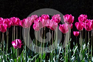 A stunning photo capturing rows of tall pink tulips standing tall in a sea of lush green field