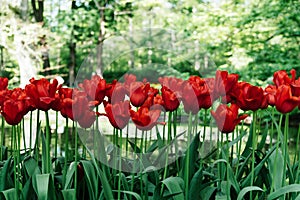 A stunning photo capturing rows of tall red tulips standing tall in a sea of lush green field