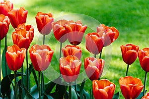 A stunning photo capturing rows of tall red tulips standing tall in a sea of lush green field