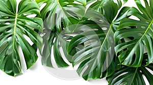 Monstera Plant Leaves - Tropical Evergreen Vine Isolated on White Background with Clipping Path