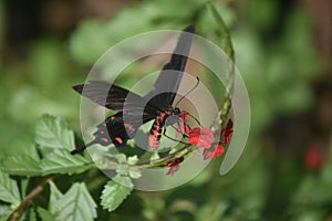 Stunning photo of a swallowtail butterfly polinating