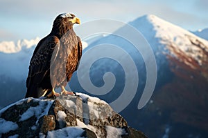 Majestic Bald Eagle on Snow-Capped Mountain Peak