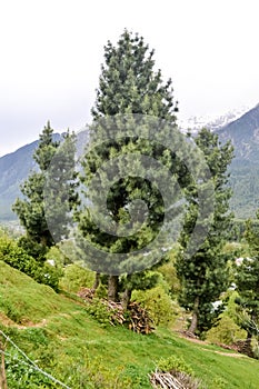 Stunning photograph of a beautiful Deodar cedar Cedrus deodara tree growing against blue cloudless sky and distant mountain of