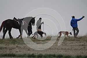 Stunning Photos of dogs spaniards hunting the hare in open field