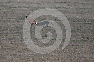 Stunning Photos of dogs spaniards hunting the hare in open field