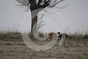 Stunning Photos of dogs spaniards hunting the hare in open field