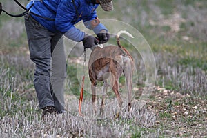 Stunning Photos of dogs spaniards hunting the hare in open field