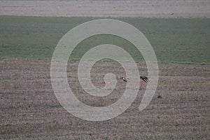 Stunning Photos of dogs spaniards hunting the hare in open field