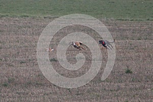 Stunning Photos of dogs spaniards hunting the hare in open field