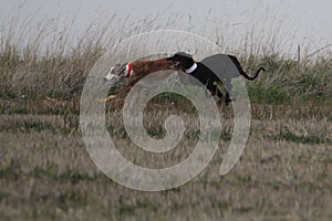 Stunning Photos of dogs spaniards hunting the hare in open field