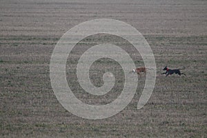 Stunning Photos of dogs spaniards hunting the hare in open field photo