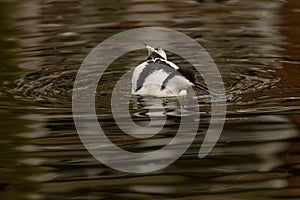 Stunning Pied Avocet, Recurvirostra avosetta, feeding across top surface of water