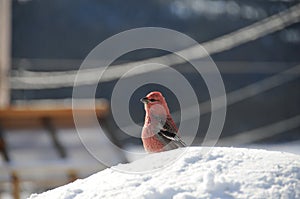 Stunning pine grosbeak sitting on snow