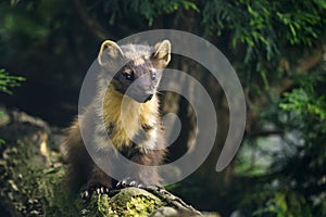 Stunning pine martin martes martes on branch in tree