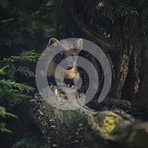 Stunning pine martin martes martes on branch in tree photo