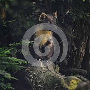 Stunning pine martin martes martes on branch in tree photo