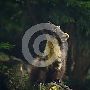 Stunning pine martin martes martes on branch in tree photo