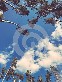 Stunning pine trees framing a cloud-filled sky photo