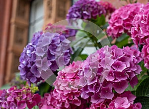 Stunning pink, blue and purple hydrangeas in the John Madejski Garden courtyard at the Victoria and Albert Museum, London.