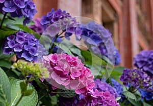 Stunning pink, blue and purple hydrangeas in the John Madejski Garden courtyard at the Victoria and Albert Museum, London.