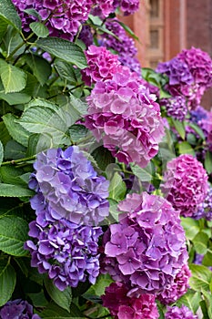 Stunning pink, blue and purple hydrangeas in the John Madejski Garden courtyard at the Victoria and Albert Museum, London.