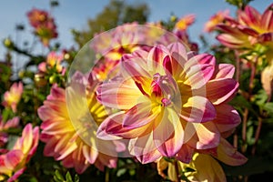 Stunning pink dahlia flowers by the name Pacific Ocean, photographed against a clear blue sky at RHS Wisley, UK