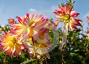 Stunning pink dahlia flowers by the name Pacific Ocean, photographed against a clear blue sky at RHS Wisley, UK