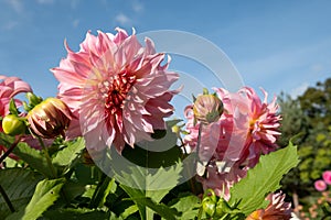Stunning pink dahlia flowers by the name Penhill Watermelon, photographed against a clear blue sky at the RHS Wisley garden, UK