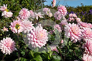 Stunning pink dahlia flowers photographed against a clear blue sky in late summer at RHS Wisley garden, near Woking in Surrey UK.