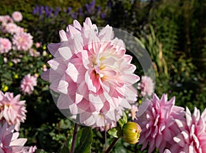 Stunning pink dahlia flowers reflect the sun at the RHS Wisley garden, Surrey UK