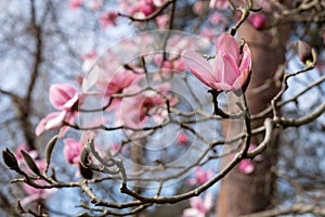 Stunning pink flowers of the Magnolia Campbellii tree, photographed in the RHS Wisley garden, Surrey UK.