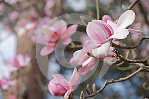 Stunning pink flowers of the Magnolia Campbellii tree, photographed in the RHS Wisley garden, Surrey UK.