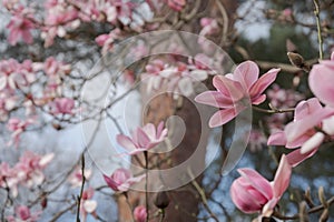 Stunning pink flowers of the Magnolia Campbellii tree, photographed in the RHS Wisley garden, Surrey UK.