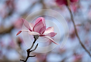 Stunning pink flowers of the Magnolia Campbellii tree, photographed in the RHS Wisley garden, Surrey UK.