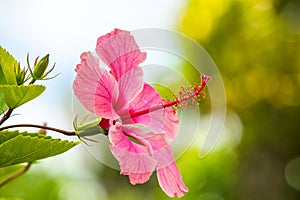 Stunning Pink Hibiscus flower. Tropical flower with bokeh background