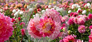 Stunning pink Kens Rarity dahlias, photographed in a garden near St Albans, Hertfordshire, UK in late summer on a cloudy day.