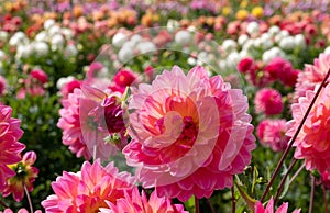 Stunning pink Kens Rarity dahlias, photographed in a garden near St Albans, Hertfordshire, UK in late summer on a cloudy day.